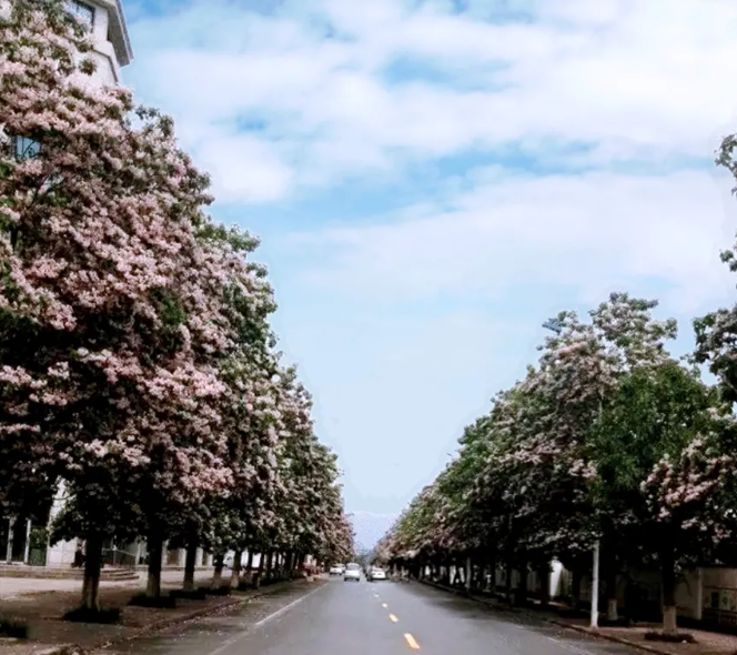 标准赋能美景：《楸树林培育技术规程》与北京万柳网红花街