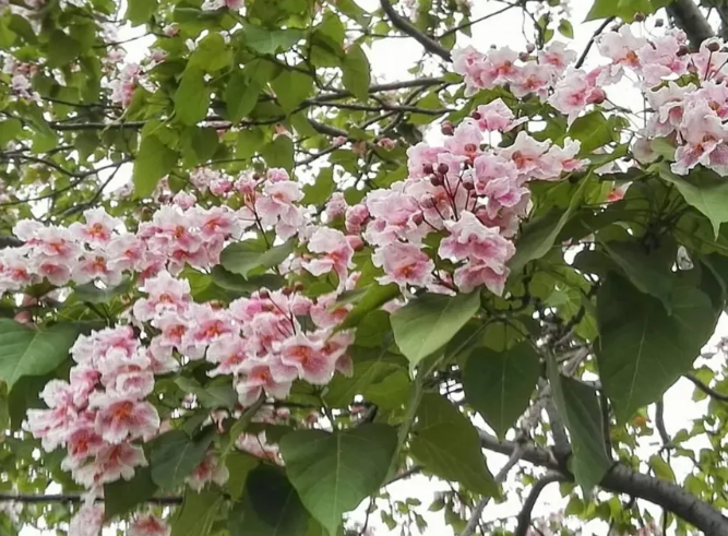标准赋能美景：《楸树林培育技术规程》与北京万柳网红花街